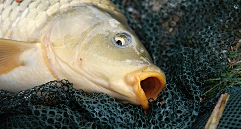 Ловля карпа в сентябре: где искать, как прикармливать и какие насадки использовать