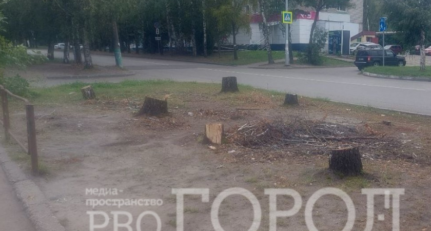 Кому помешали березы на ул. Кронштадтской?