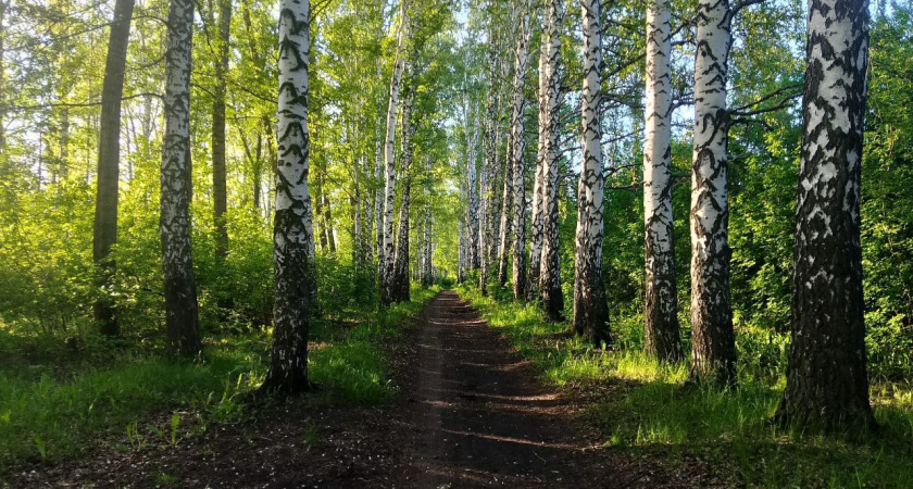 В Пензенском районе сотрудники Минлесхоза спасли косулю от бродячих собак