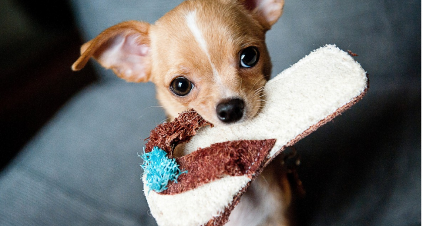 Какие породы собак чаще всего болеют? Топ-5 проблемных пород от ветеринара