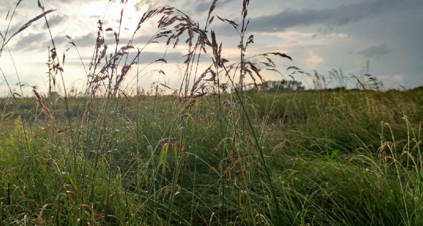 В Бессоновском районе сотрудники Минлесхоза помогли барсуку, попавшему в ловушку