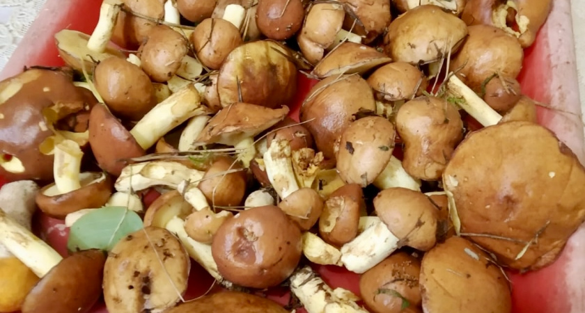 Белые, лисички, опята и шампиньоны: правила варки грибов для зимних заготовок 
