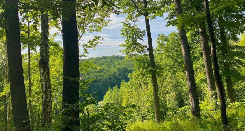 В Городищенском районе был ликвидирован лесной пожар