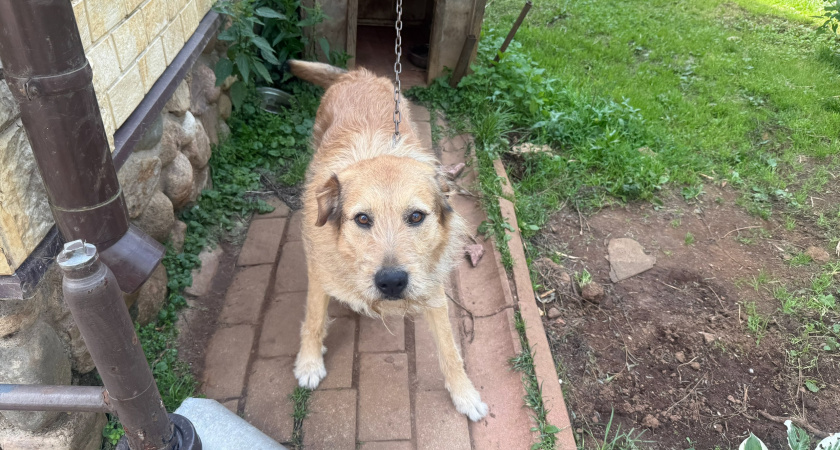 Джек Рассел терьер: советы по уходу, рациону и снижению беспорядка дома