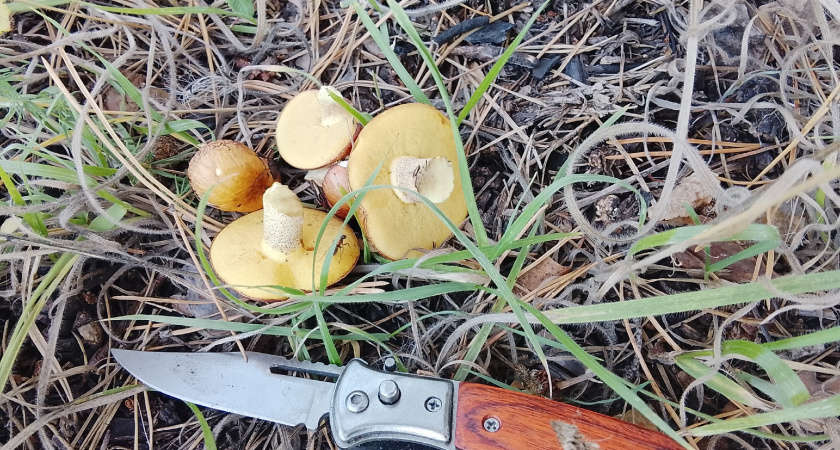 Секреты чистки маслят: как обработать грибы быстро и безопасно