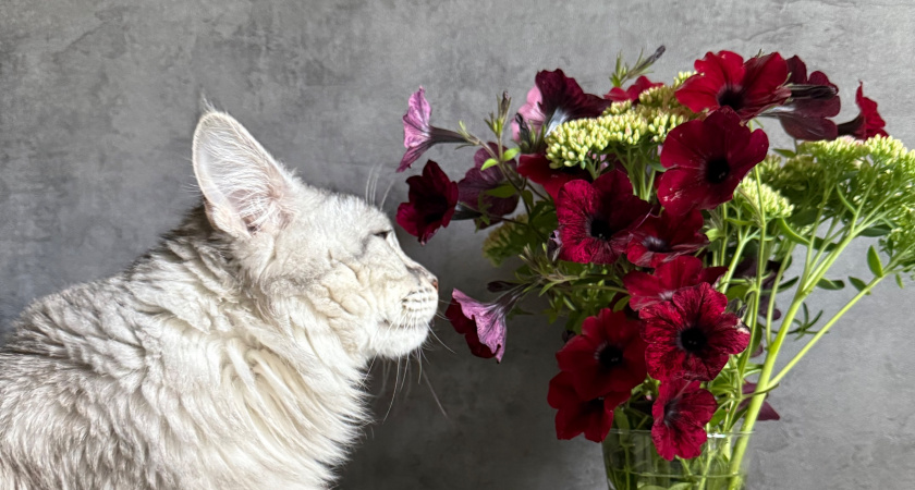 Как понять, что кот вам не доверяет? Честные признаки кошачьего неприятия в быту 