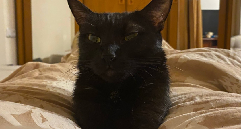 Ошибки хозяев, за которые кошка начинает игнорировать и мстить