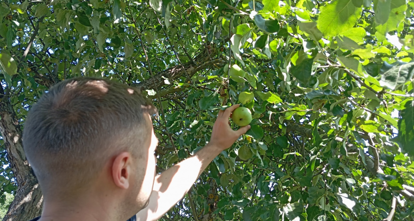 Как правильно обработать яблони и груши осенью железным купоросом и сэкономить