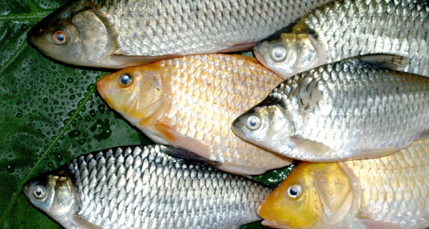 Как поймать карася осенью: практичное руководство по сентябрьской рыбалке.