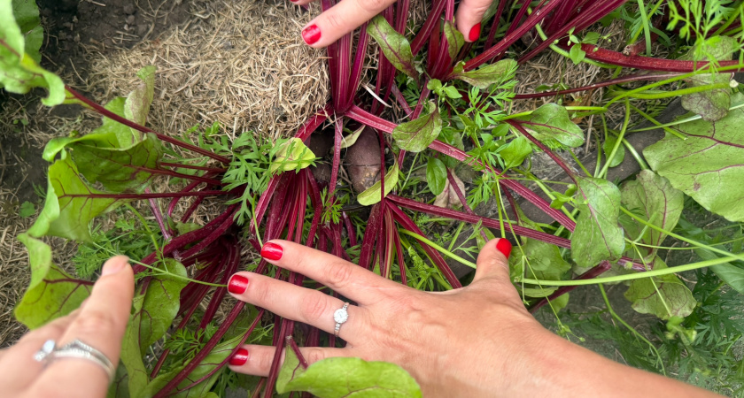 Три правила, чтобы свекла хранилась до лета без потерь и гнили