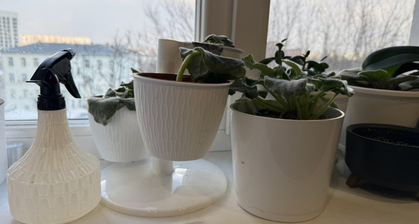 Подкормка комнатных растений витаминами: простой способ оживить и укрепить цветы 