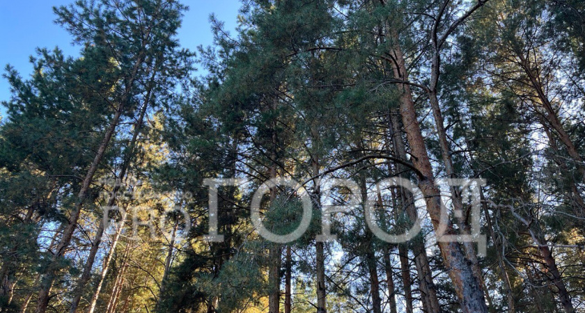 В Чаадаевском лесничестве незаконно вырубили сосны