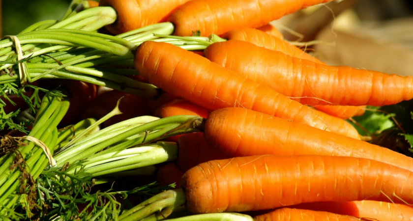 Ошибки при хранении моркови: почему урожай превращается в гниль