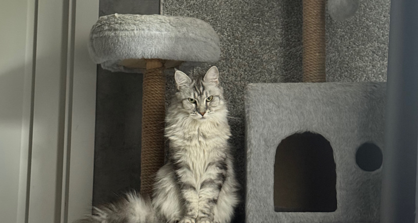 Почему кошка игнорирует лежанку и как сделать её любимым местом для сна