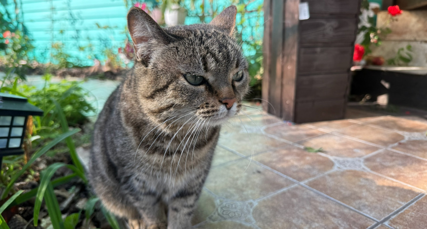 Что может пить кошка кроме воды: бульон, отвар, молоко, витамины — что безопасно 