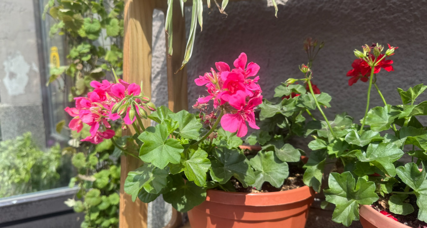 Герань по правилу 3-5-7: как за 28 дней получить пышный куст без вытянутых стеблей 