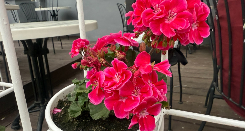 Как заставить герань цвести до 6 цветоносов одновременно дома.