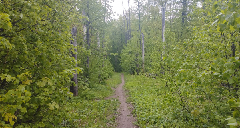 Браконьеру, убившему лося в Вадинском районе, грозит уголовная ответственность