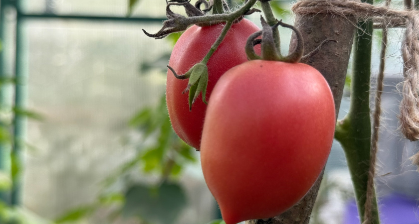 Семь сортов помидоров, от которых пришлось отказаться в 2025 году