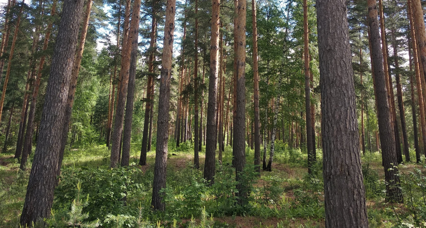 В Никольском районе выявлена незаконная рубка деревьев