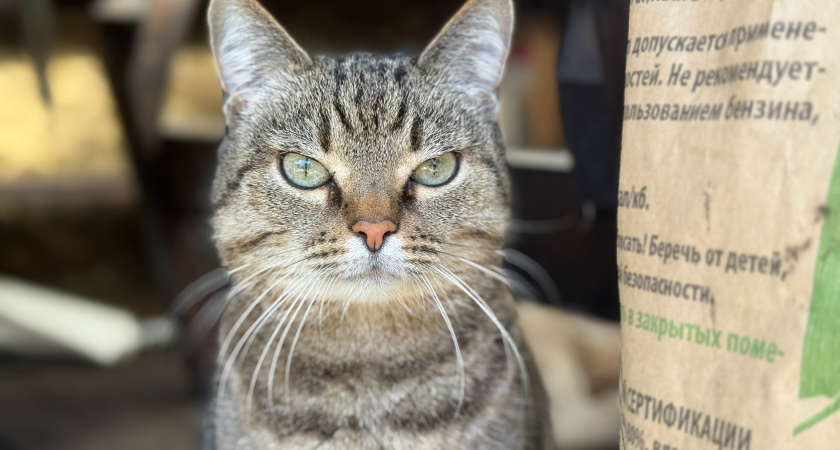 Почему кошка слизывает соус из корма и оставляет кусочки, причины и советы