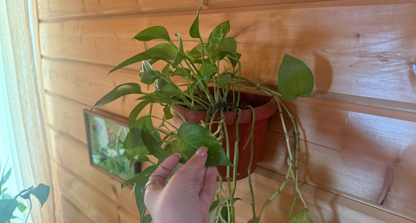 Лёгкие растения для новичков: кактусы, сингониумы, аглаонемы и другие советы по уходу