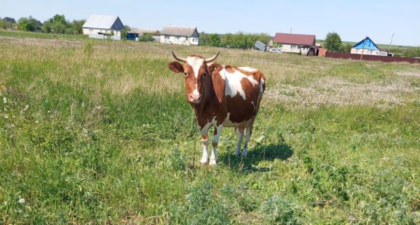 Реальная жизнь в деревне: труд, хозяйство и современная правда о доходах 