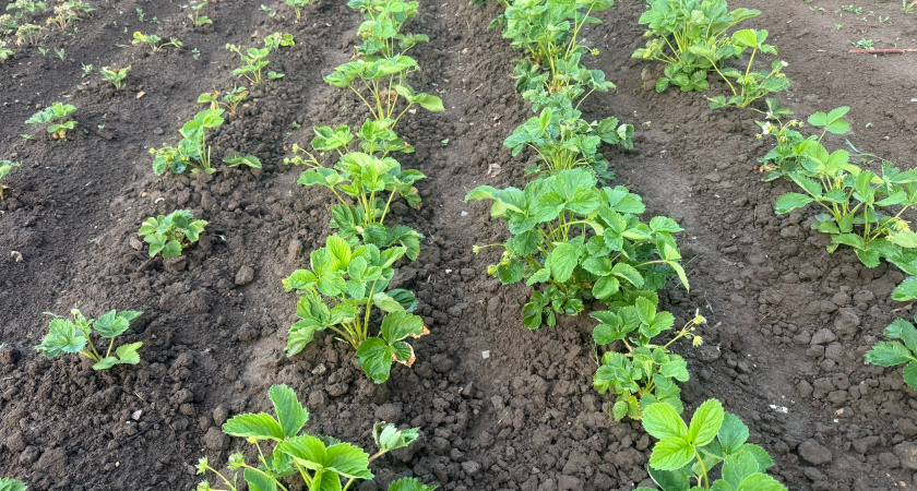 Томский метод подготовки клубники к зиме: как сохранить кусты и удвоить урожай