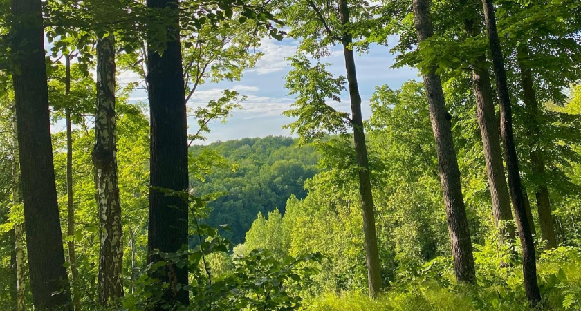 В 2025 году от укусов клещей пострадало почти 2,5 тысячи жителей Пензенской области