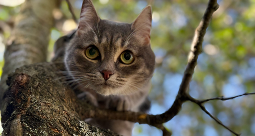 Реальные истории спасённых кошек: как уличные питомцы нашли дом и любовь