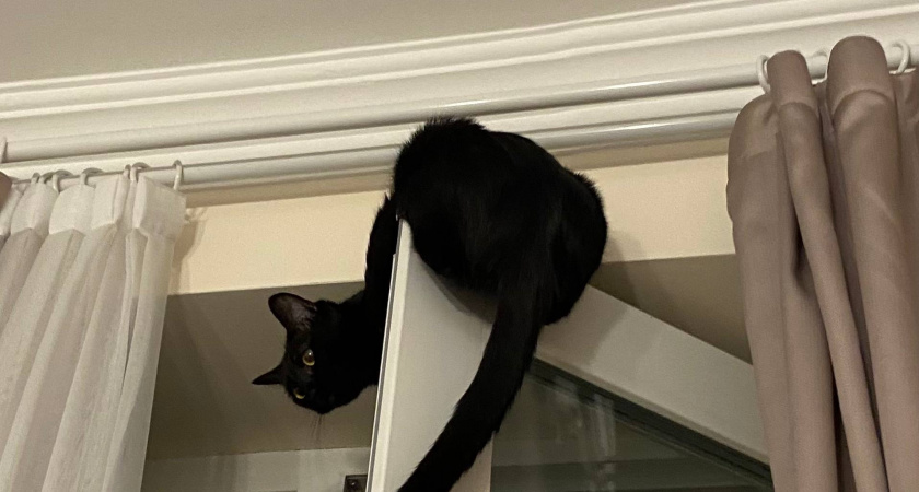 Почему кошка спит у двери: охрана, тревога и скрытые причины поведения