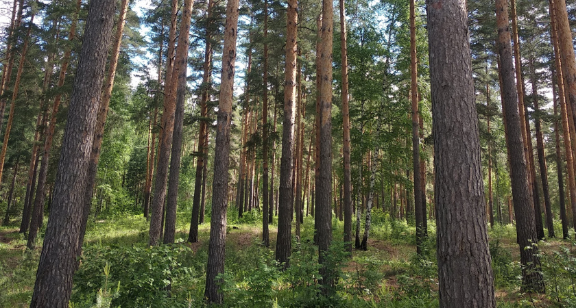 В Камешкирском районе выявлен факт незаконной рубки деревьев