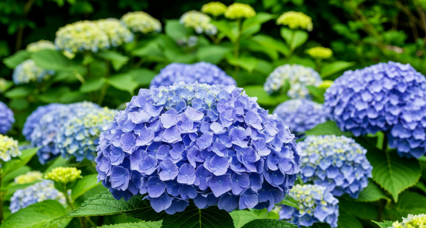 Секреты подготовки гортензий к зиме, чтобы кусты не вымерзали даже при -30°C 