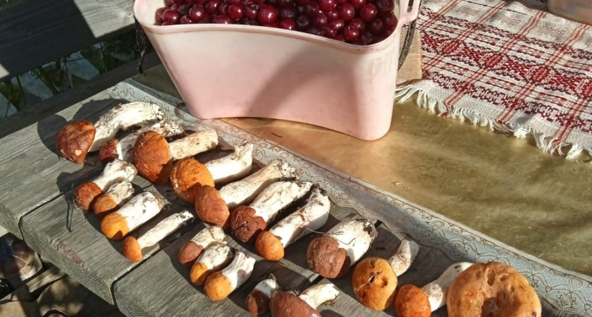 Набрал корзинку грибов, а дома червяки: как обработать и не отравиться 