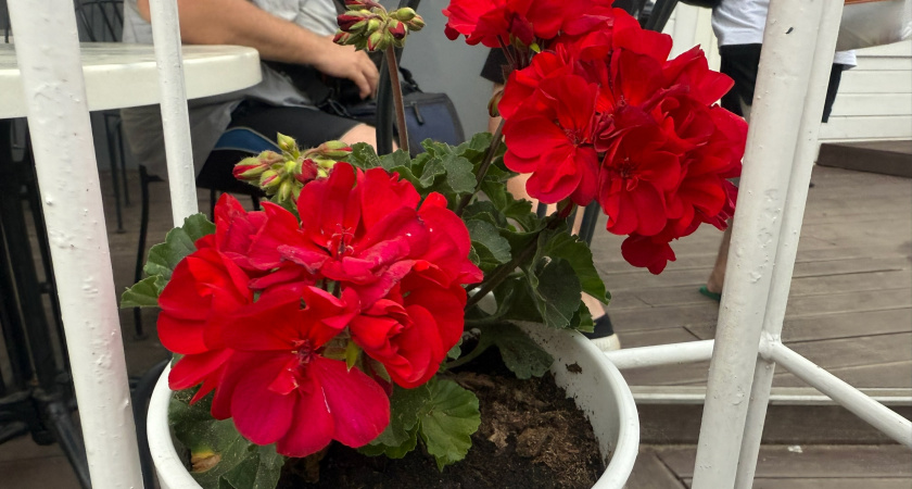 Как правильно ухаживать за геранью в сентябре, чтобы зимой цвела пышно и долго