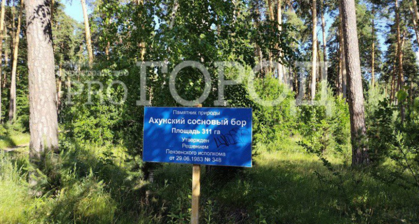 Ахуский лес замер в ожидании: Минлесхоз выставил на торги защитные участки под лесозаготовки 