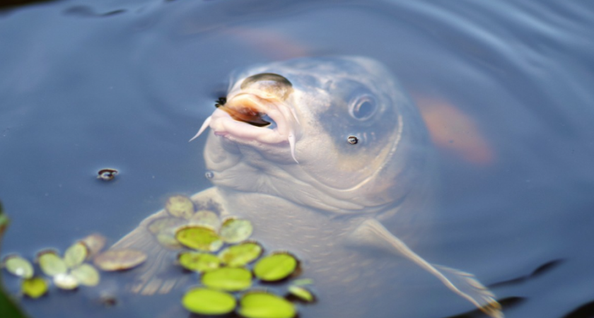 Секреты ловли карпа в сентябре: прикормка, насадки, поиск места. Простые советы для большого улова.