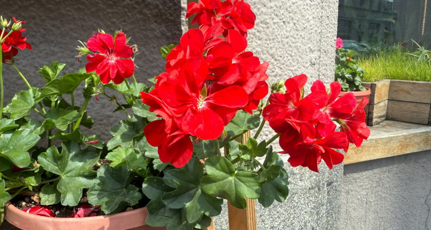 Секрет булавки для пышного цветения герани. Простой лайфхак, который заставит растение цвести 