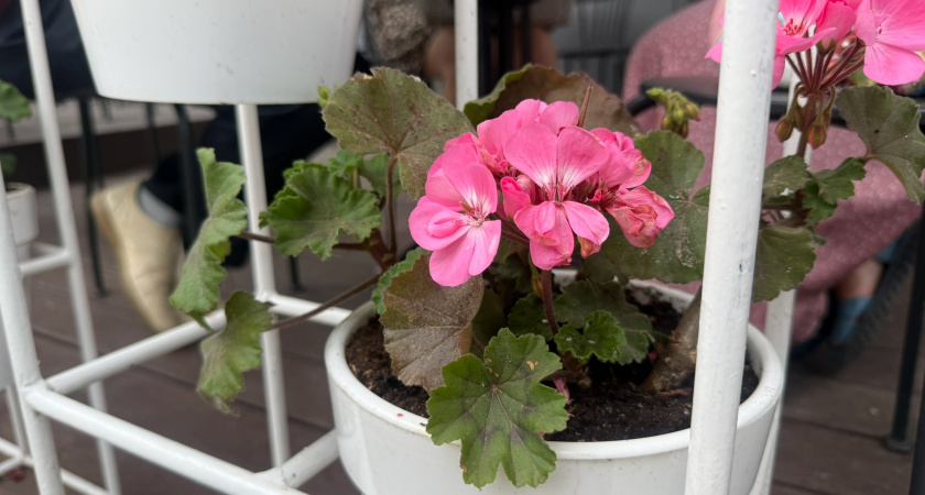 Подкормка герани куркумой для пышного цветения. Простой рецепт удобрения своими руками 