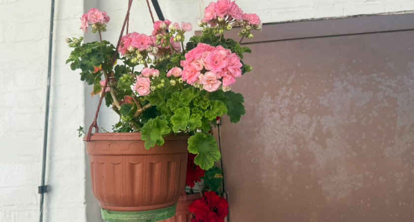 Почему герань погибает зимой? Роковая ошибка в уходе и как её избежать 