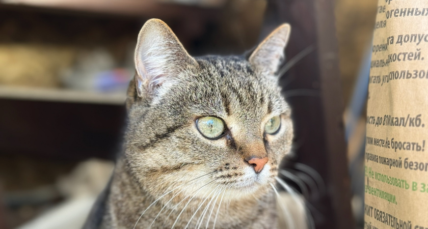 5 мест, которые нельзя трогать у кошки. Почему питомец злится и как его правильно гладить 