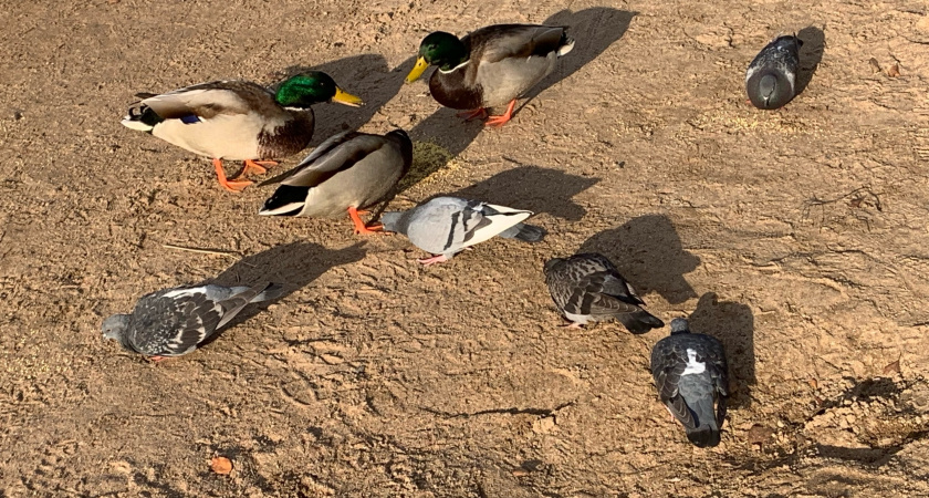 В Колышлейском районе прошли учения по ликвидации очага опасного заболевания птиц