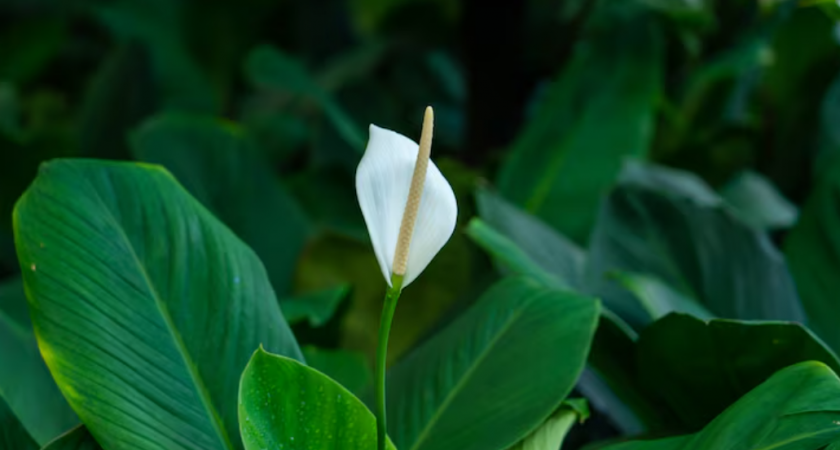 Почему спатифиллум не цветет? 3 главные причины и простые решения 