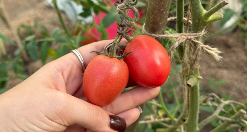 Технология восстановления почвы после томатов