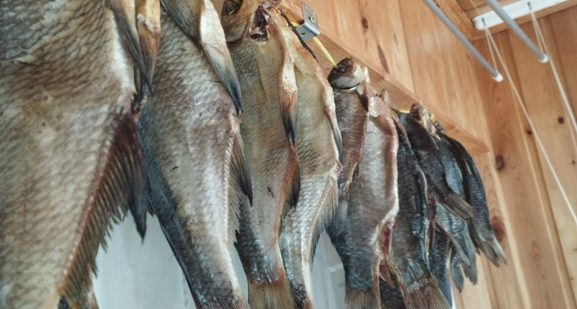 Секреты правильной сушки рыбы: зачем вешать головой вниз? Технология засолки и защита от описторхоза 