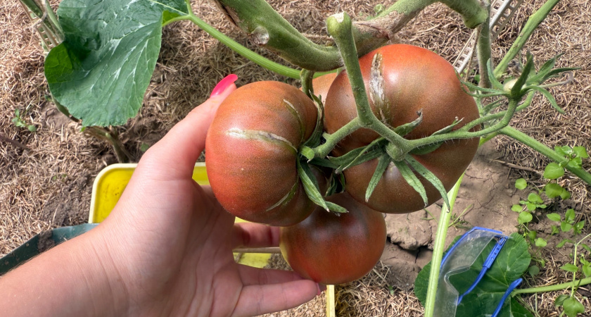 Подборка высокоурожайных томатов-лидеров для высадки в 2026 году. Проверенные сорта с уникальными характеристиками 