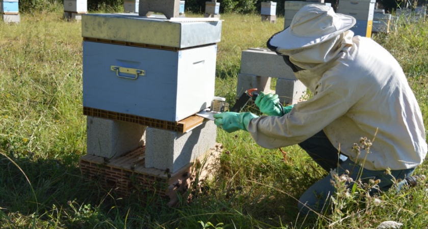 Реальная история пчеловода: от мечты о доходе к суровой реальности. Потери и уроки