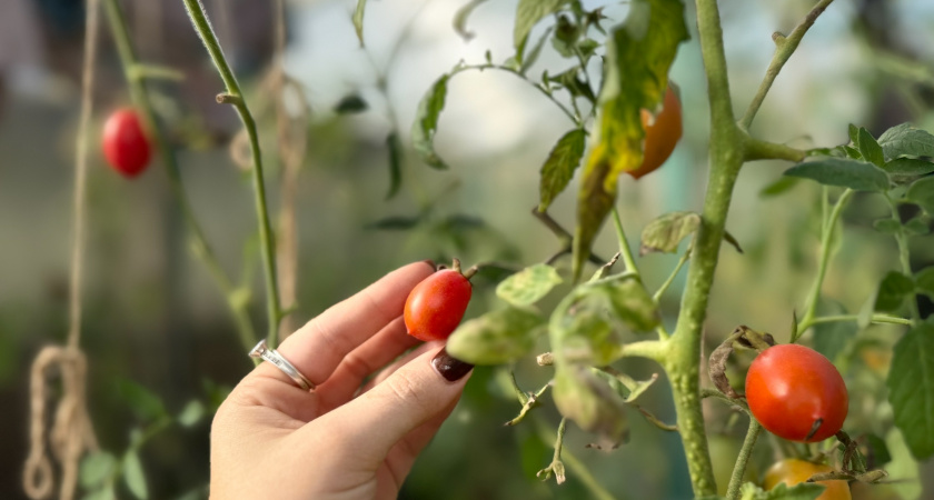 Сорта помидоров, от которых лучше отказаться, несмотря на их привлекательность 