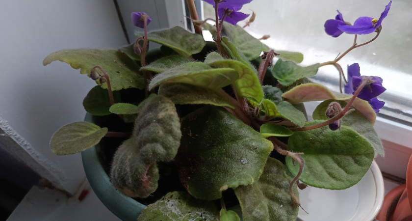 Секрет пышного цветения фиалок. Зачем на подоконнике нужны плошки с вермикулитом?