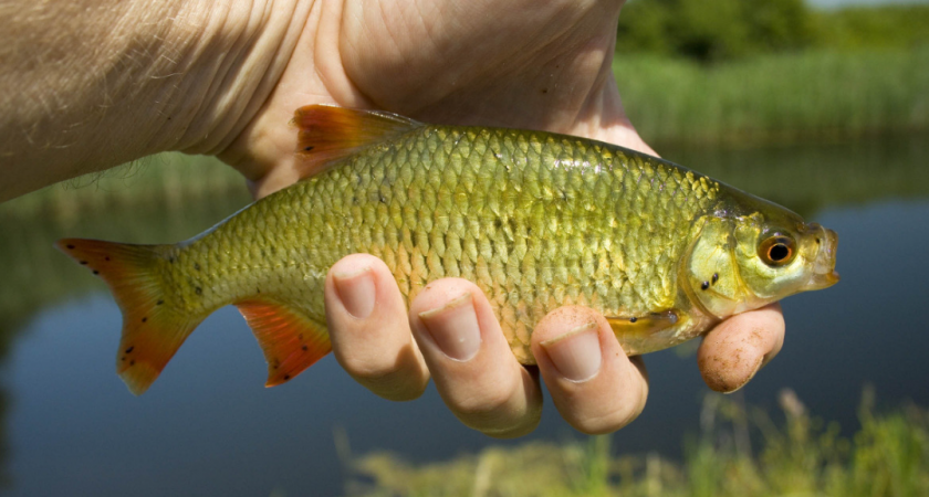 Секреты ловли карася: почему не клюет и как это исправить. Практические советы для успешной рыбалки
